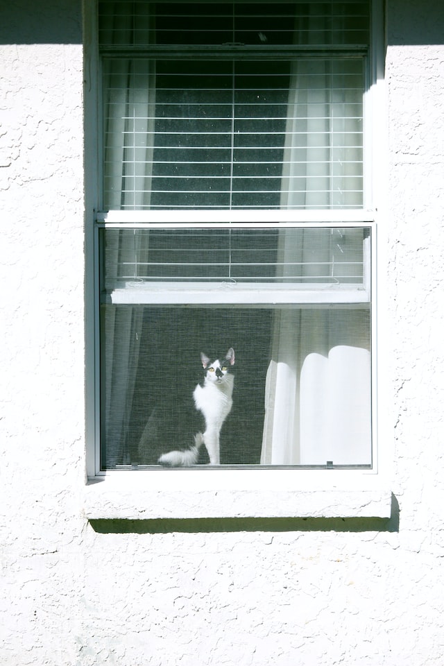 cat looking outside a window